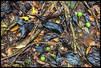 Ground close-up of fallen leaves and fruits. Virgin Islands National Park, US Virgin Islands.