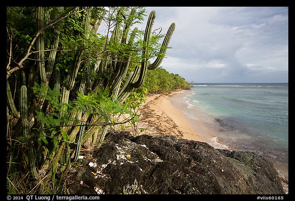Cactus and Reef Bay. Virgin Islands National Park (color)