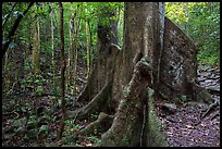 Kapok tree. Virgin Islands National Park ( color)