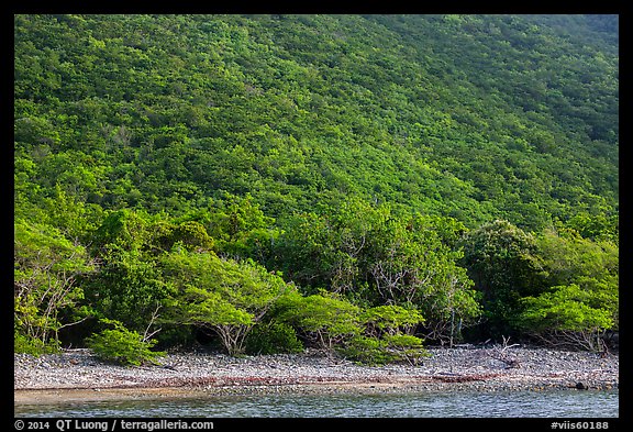 Steep green hillside above Great Lameshur beach. Virgin Islands National Park (color)