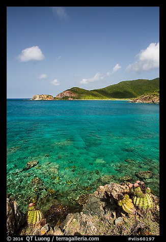Turk cap cactus and turquoise waters, Little Lameshur Bay. Virgin Islands National Park (color)
