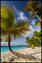 Tropical beach with palm trees, Salomon Bay. Virgin Islands National Park ( color)
