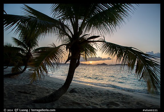 Palm tree and sunset, Salomon Beach. Virgin Islands National Park (color)
