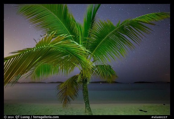 Palm tree and beach at night, Salomon Beach. Virgin Islands National Park, US Virgin Islands.