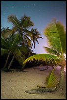 Palm trees on beach at night, Salomon Beach. Virgin Islands National Park, US Virgin Islands.