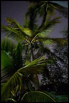 Coconut trees at night, Salomon Beach. Virgin Islands National Park, US Virgin Islands.