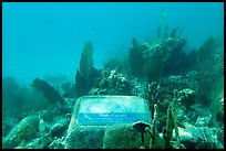 Soft coral, Trunk Bay underwater trail interpretive sign. Virgin Islands National Park, US Virgin Islands.