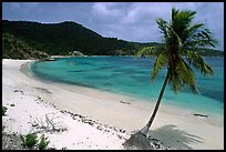 Beach and palm tree in Hurricane Hole Bay. Virgin Islands National Park, US Virgin Islands.