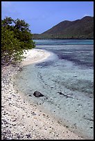 Sandy shoreline, Leinster Bay. Virgin Islands National Park, US Virgin Islands.