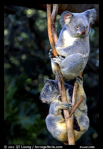 Two koalas. Australia (color)