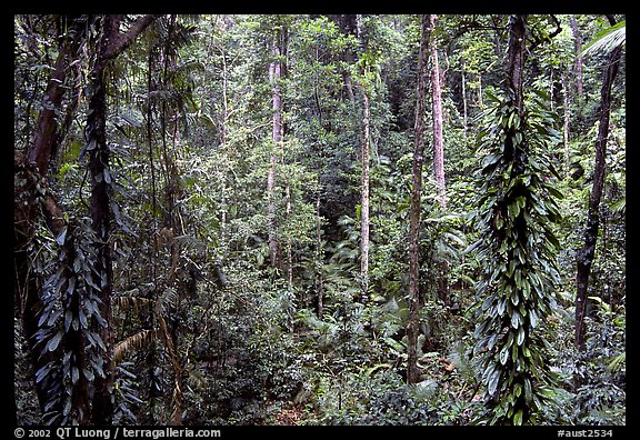 Rainforest, Cape Tribulation. Queensland, Australia