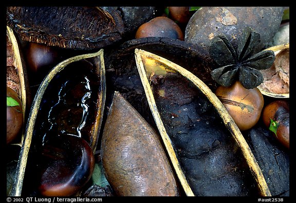 Rainforest beans, Cape Tribulation. Queensland, Australia