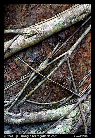 Strangler fig detail. Queensland, Australia (color)