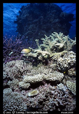Underwater view of Coral. The Great Barrier Reef, Queensland, Australia (color)