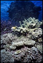 Underwater view of Coral. The Great Barrier Reef, Queensland, Australia ( color)