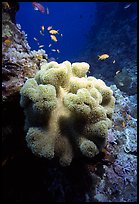 Underwater view of Coral and fish. The Great Barrier Reef, Queensland, Australia