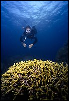 Scuba diver and coral. The Great Barrier Reef, Queensland, Australia