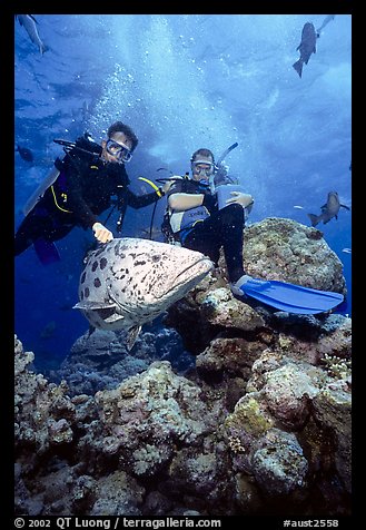 Scuba divers and huge potato cod fish. The Great Barrier Reef, Queensland, Australia (color)