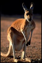 Female Kangaroo with joey  hidden in pocket. Australia (color)