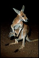 Kangaroo by night. Australia (color)