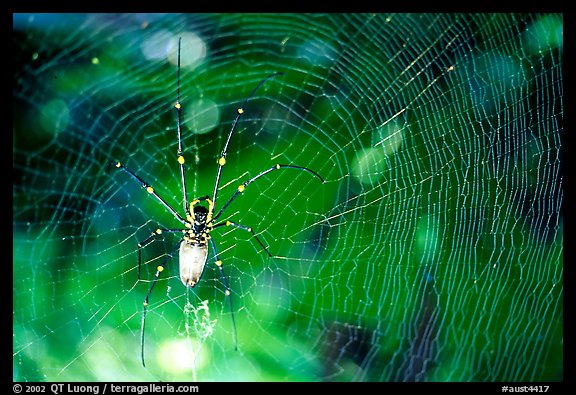 Golden Orb Spider and web. Australia