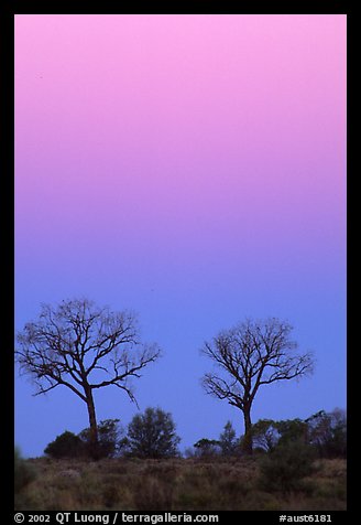 Trees at dawn. Northern Territories, Australia