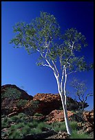 Gum tree in Kings Canyon, Watarrka National Park,. Northern Territories, Australia