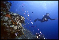 Scuba diver and school of fish. The Great Barrier Reef, Queensland, Australia (color)