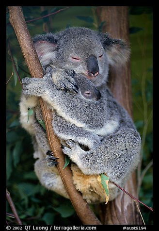 Koala and cub. Australia (color)