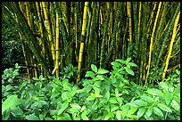 Bamboo grove. Akaka Falls State Park, Big Island, Hawaii, USA ( color)