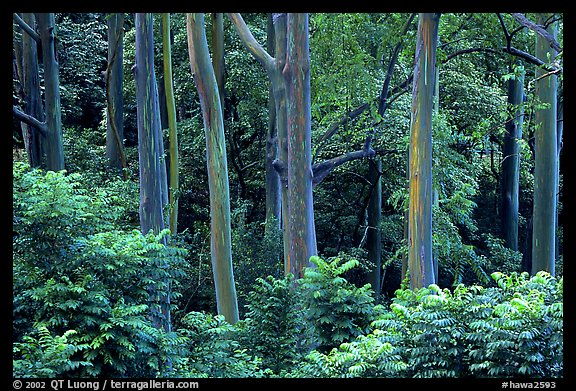 Mindanao Gum Trees (Rainbow Gum). Maui, Hawaii, USA (color)
