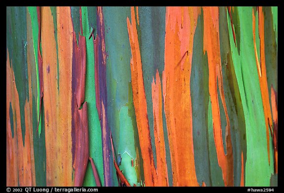 Multi-coloured streaks on trunk of a Rainbow Eucalyptus tree. Maui, Hawaii, USA