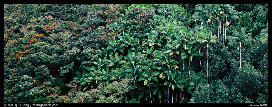 Landscape with tropical vegetation. Big Island, Hawaii, USA (color)