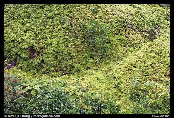 Tropical Ferns seen from above. Oahu island, Hawaii, USA