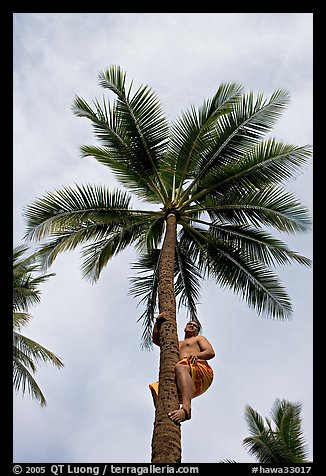 Samoan man climbing coconut tree. Polynesian Cultural Center, Oahu island, Hawaii, USA