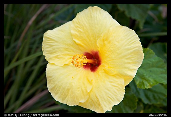 Yellow hibiscus. Oahu island, Hawaii, USA (color)