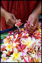 Hands preparing a fresh flower lei, International Marketplace. Waikiki, Honolulu, Oahu island, Hawaii, USA