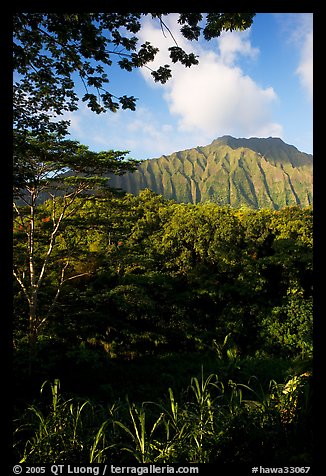 Tropical forest and  Koolau Mountains. Oahu island, Hawaii, USA