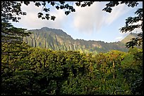 Tropical forest and  Koolau Mountains. Oahu island, Hawaii, USA ( color)