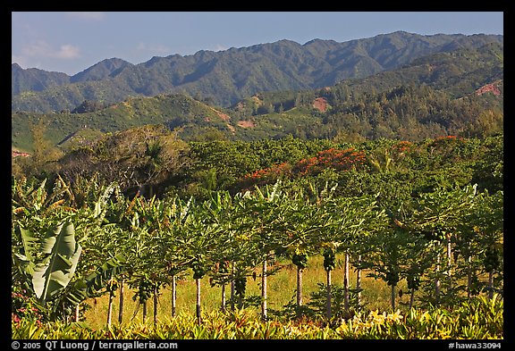 Fruit trees, hills, and mountains, Laie, afternoon. Oahu island, Hawaii, USA