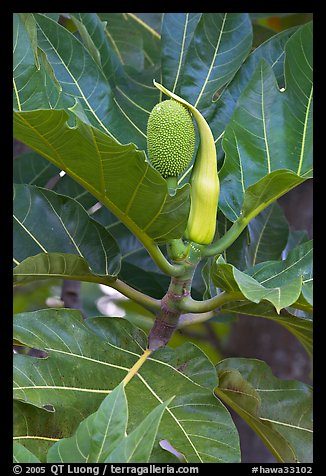 Fruit and leaves of the breadfruit tree. Oahu island, Hawaii, USA