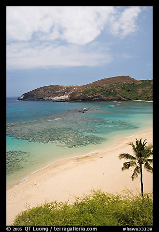 Palm tree,  beach, and Hanauma Bay with no people. Oahu island, Hawaii, USA (color)