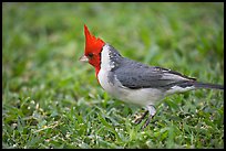 Bird with red head. Oahu island, Hawaii, USA