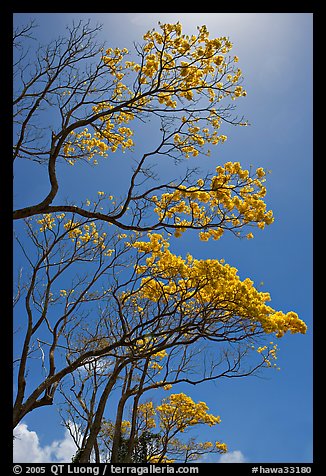 Branches of yellow trumpet trees (Tabebuia aurea). Kauai island, Hawaii, USA