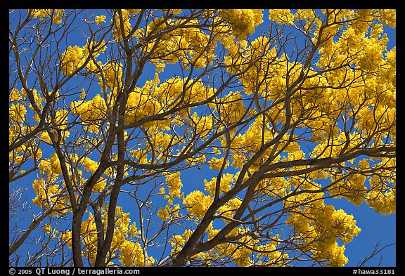 Yellow trumpet tree branches. Kauai island, Hawaii, USA