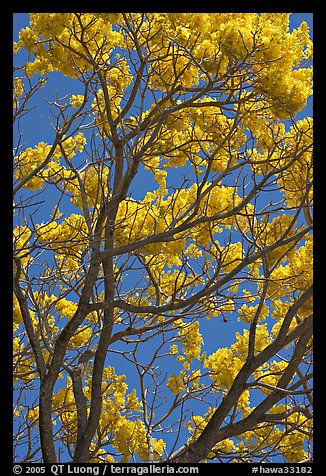 Yellow trumpet tree (Tabebuia aurea)  branches. Kauai island, Hawaii, USA