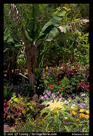 Flowers and banana tree, National Botanical Garden Visitor Center. Kauai island, Hawaii, USA (color)