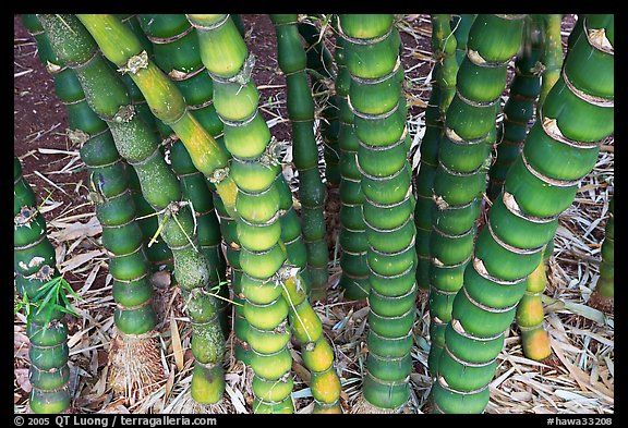 Bamboo, National Botanical Garden Visitor Center. Kauai island, Hawaii, USA