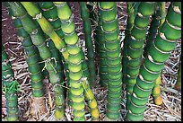 Bamboo, National Botanical Garden Visitor Center. Kauai island, Hawaii, USA (color)