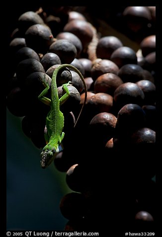Lizard on fruit of tropical tree. Kauai island, Hawaii, USA (color)
